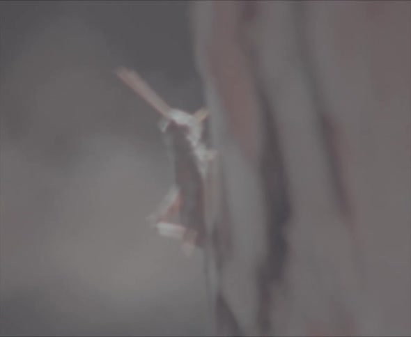 A grasshopper is on the side of a tree