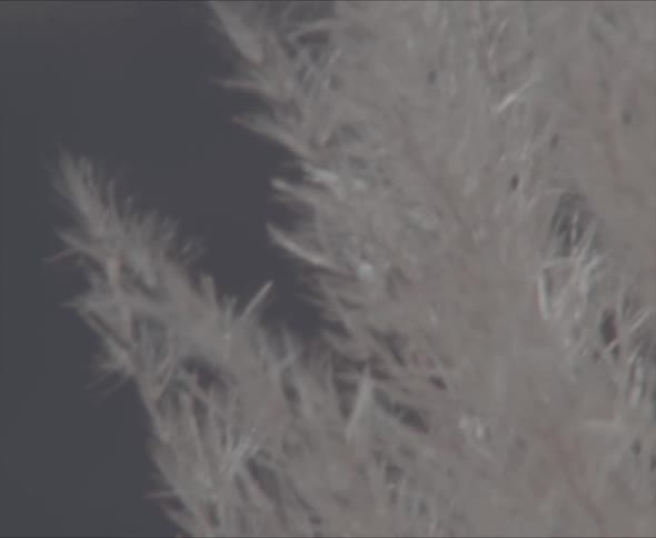 The wind blows all the white branches