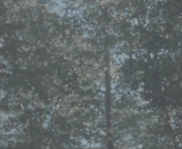 The trees are tall and full of leaves