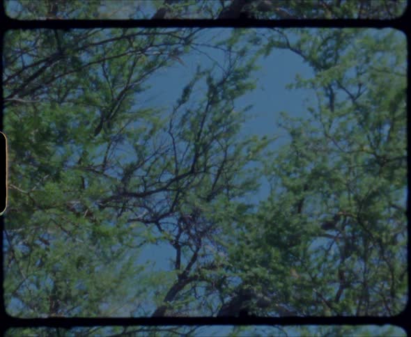 Tree branches wave and sway in the wind against a blue sky
