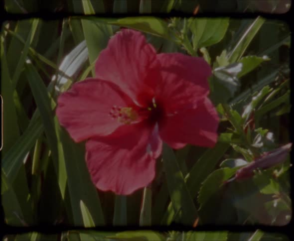 A bright red flower stands against against green plants