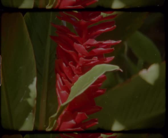 A red flower sits in the shade