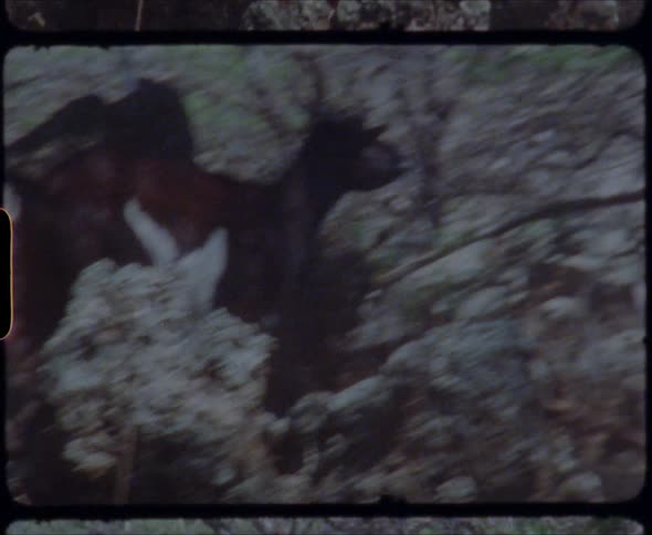 A goat underneath a tree with rocks with the sky and clouds in the background