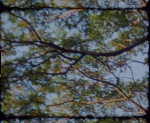Sunlight is shining upon many trees high in the sky