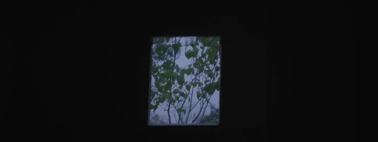 A window in a dark room has vines outside
