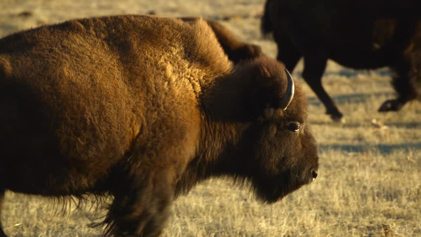 Buffalo walking across the plains