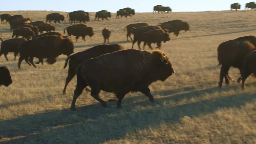 A herd of bison run across the grass