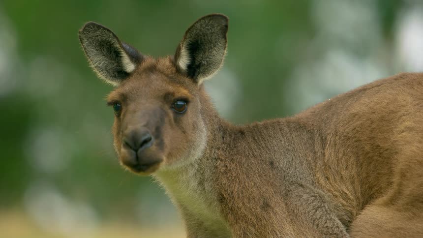 Close up of the head of a wallaby standing outdoors