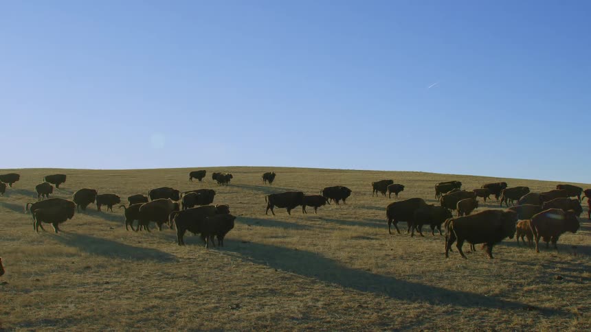 A herd of buffalo graze on grass