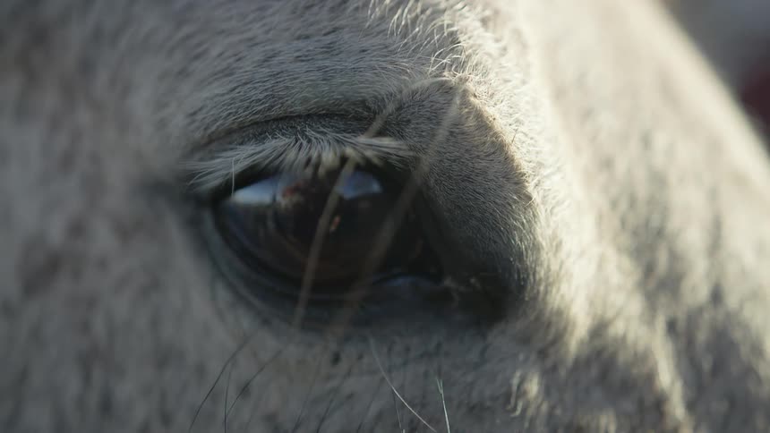 Close up of white horse eye in the countryside
