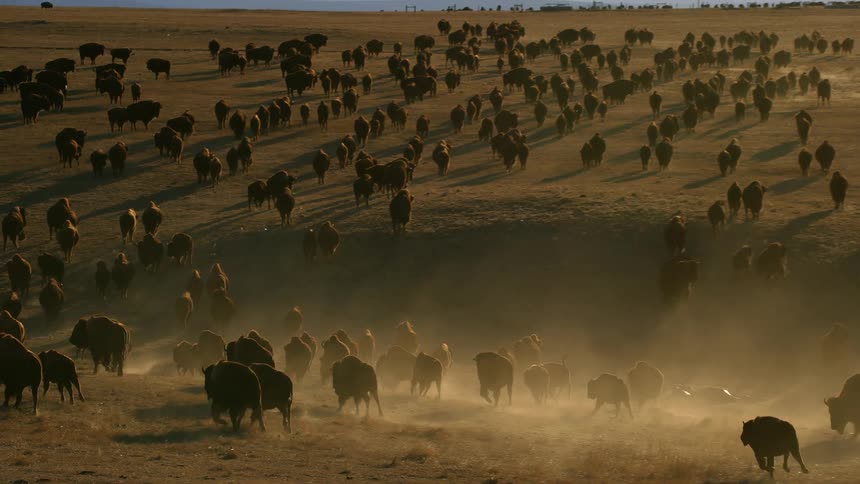 A herd of bison runs in the hills