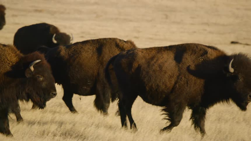 A herd of buffalo walk on the grass