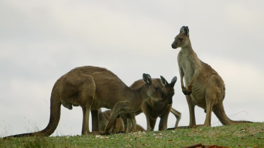 A group of kangaroo are grazing on the hill