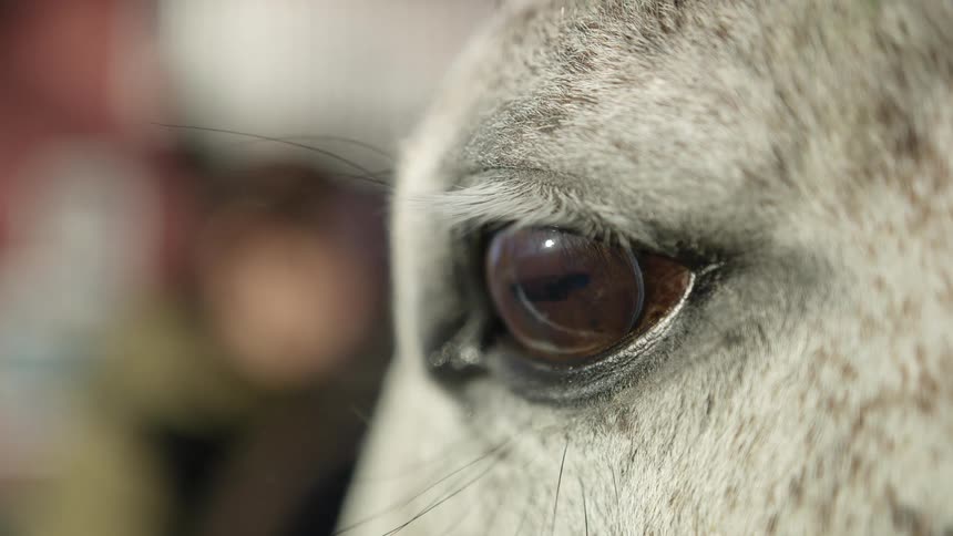Close up of white horse eye