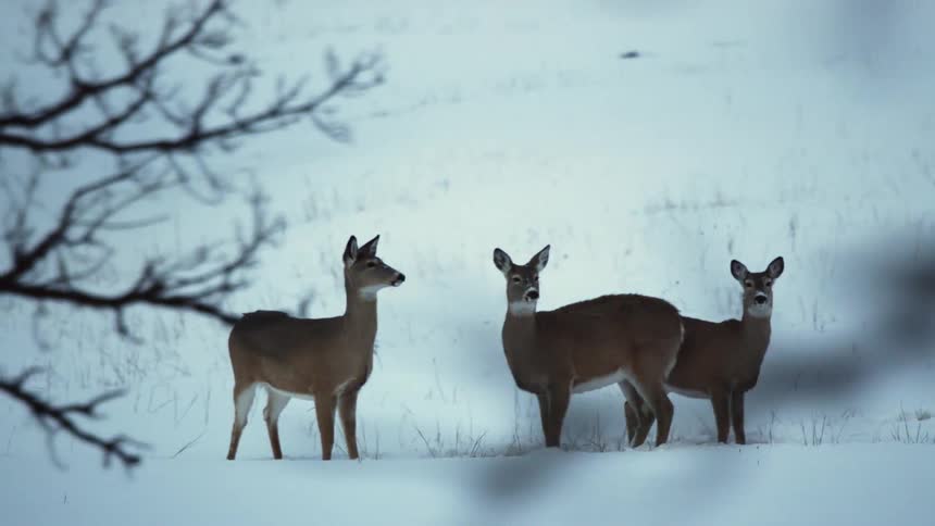 Deer are standing together in the snow