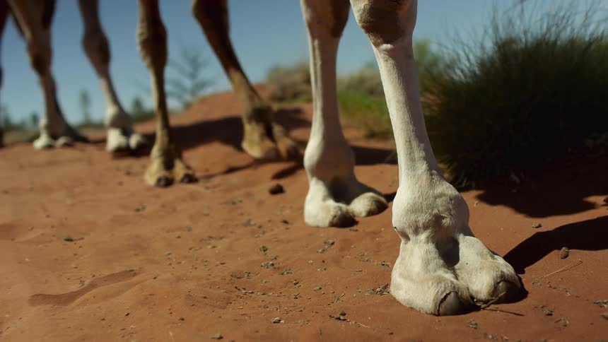 Camel legs stepping on red sand as they walk in the desert
