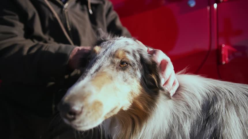A man pets a dog while sitting outdoors near a vehicle during the day
