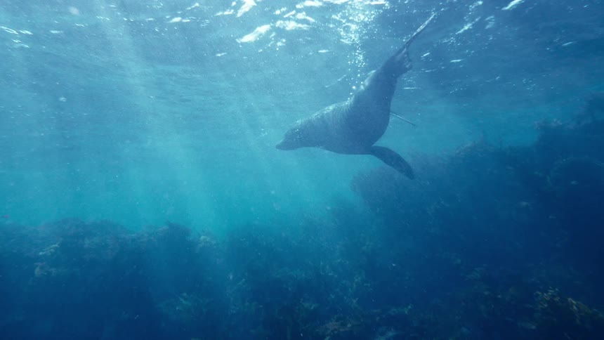 A sea loin swimming outdoors in the ocean