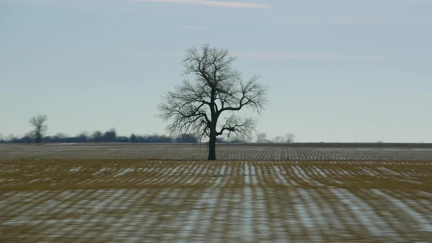 A bare tree sits in the middle of a brown field with a scattering of snow