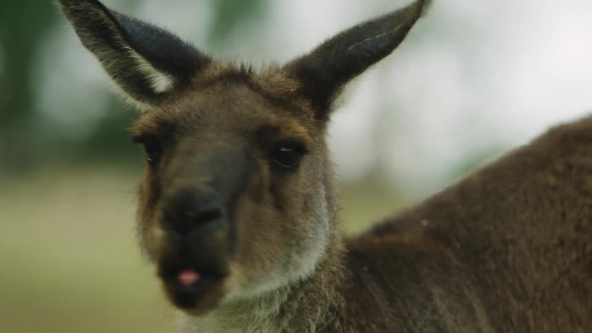 Kangaroo stares before turning head and slowly chewing