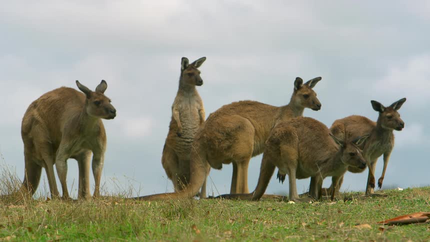 Group of kangaroos