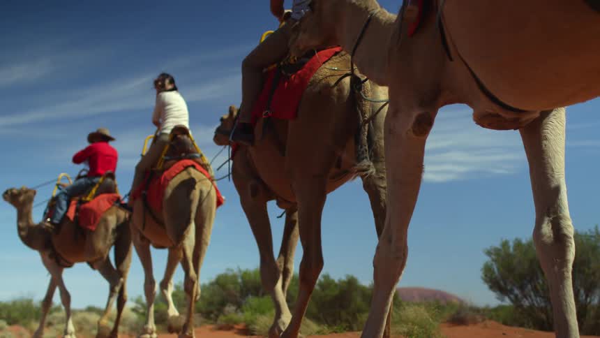 People on camels riding on land outside