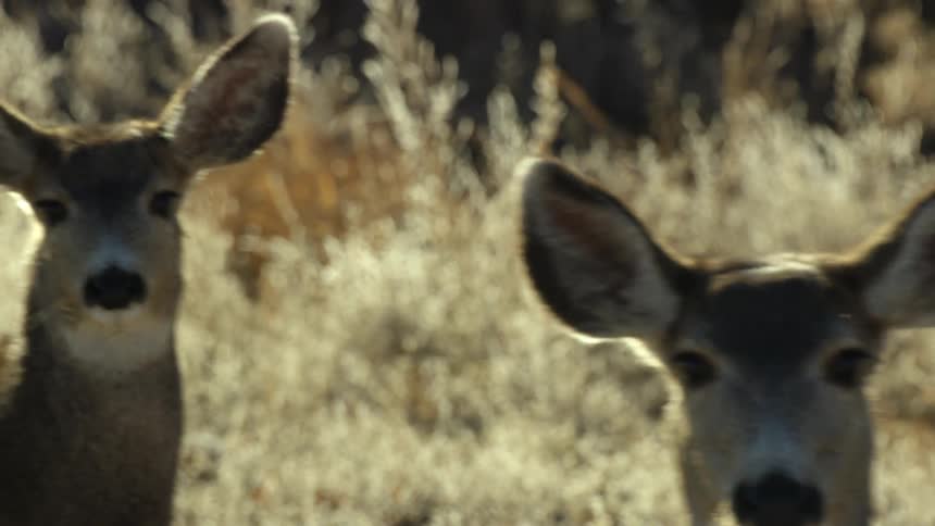 The animals run off through the grass