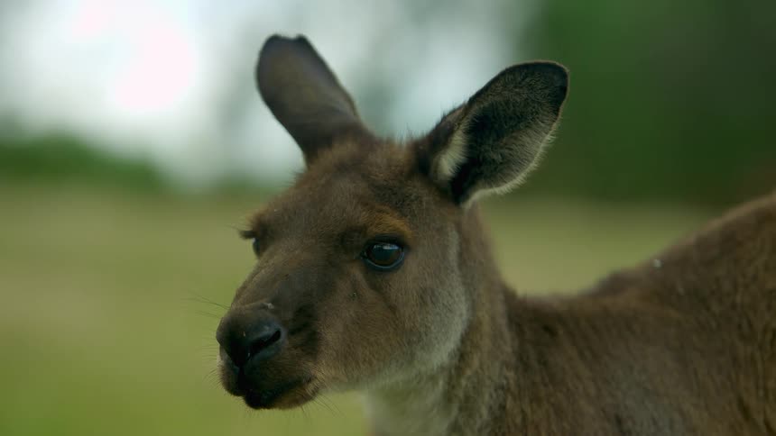 Kangaroo looks around shaking its ears as insects fly around and land on its head