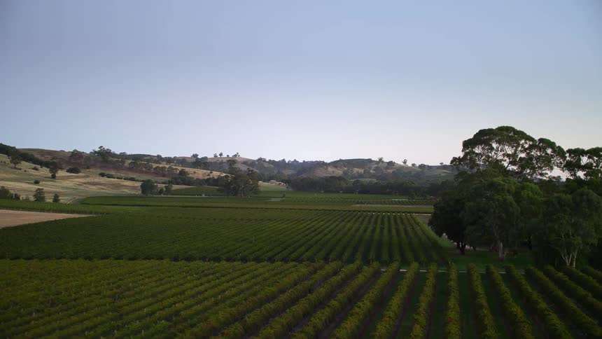 Trees line the side of a large planted field
