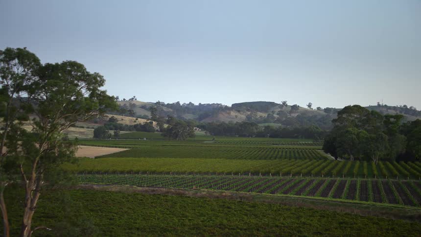 A farm with rows of crops and mountains in the distance under a clear sky