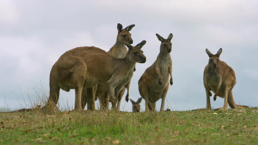 A group of kangaroos outdoors