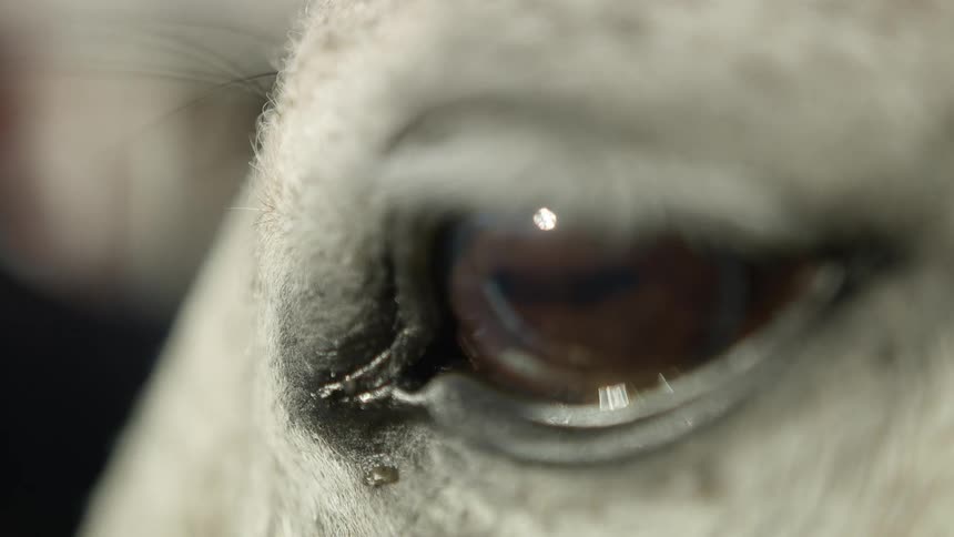 An animal eye with light reflecting off of it
