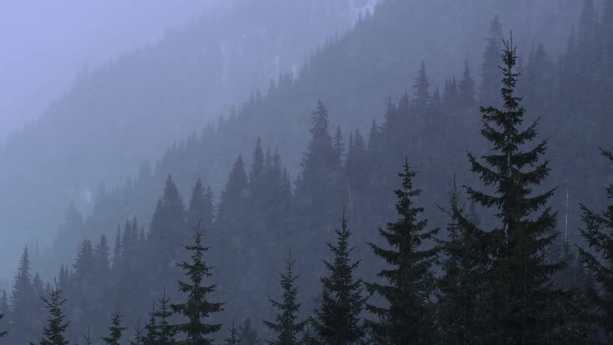 An evergreen forest on a mountain slope during a snowstorm