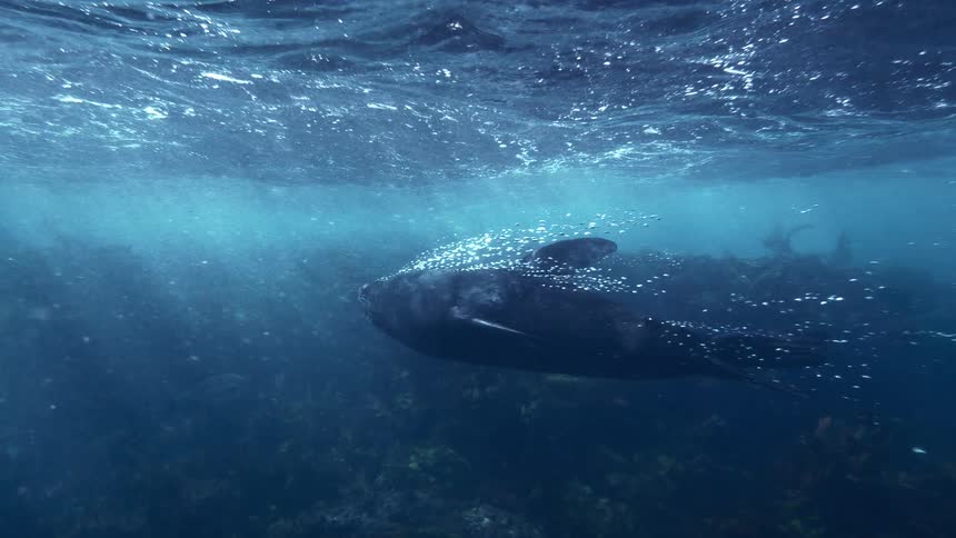 A seal is swimming underwater