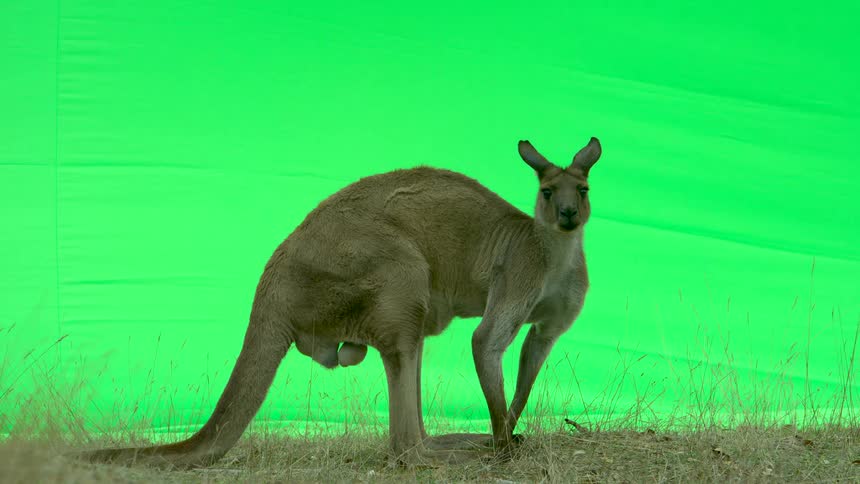 A kangaroo stands still as it moves its ears and head around