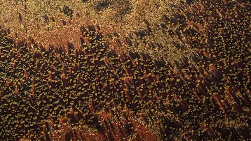 The forest leads to the hills below