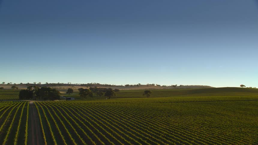 Straight rows are plowed in a field on a farm