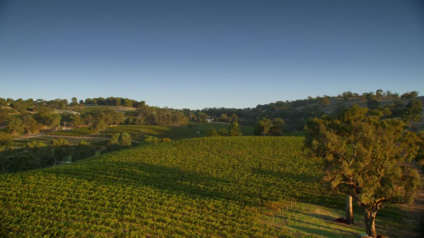A cultivated field is nestled among trees in the hills
