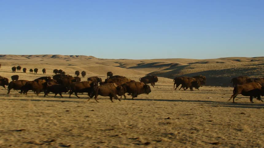 A herd of bison run across a vast plain under a clear blue sky