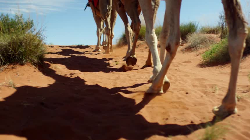 A caravan of camels are traveling up a hill with grass patches in the desert during the day