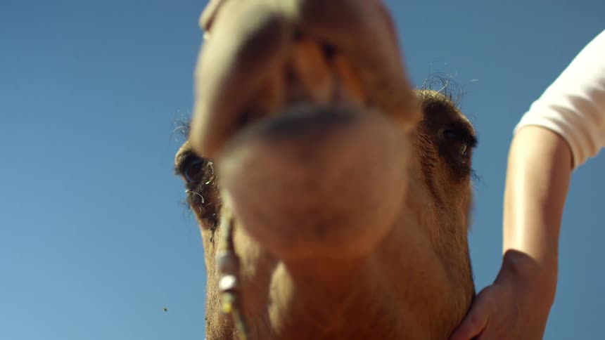 A woman with a ring petting a camel with a man and the sky and the background