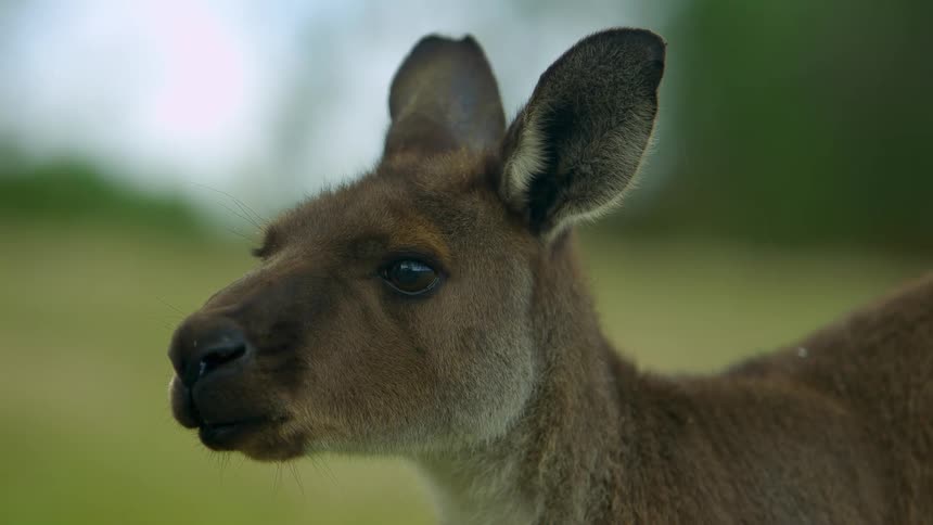 A kangaroo with grass trees the sky and clouds in the background