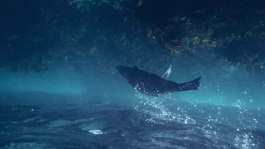 Seal swims underwater between seafloor and surface