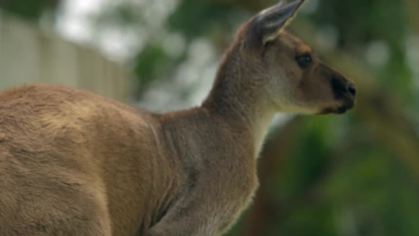 A kangaroo turning to look at something with perked ears