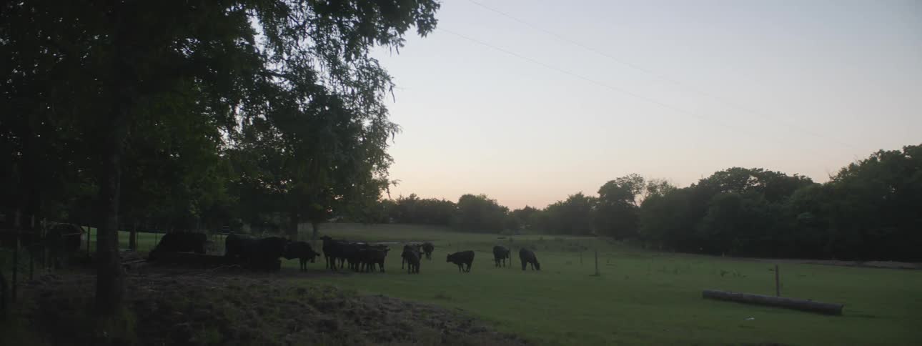 Cows graze in a herd in a fenced off field