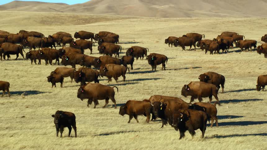 A herd of buffalo walks across a grassy field