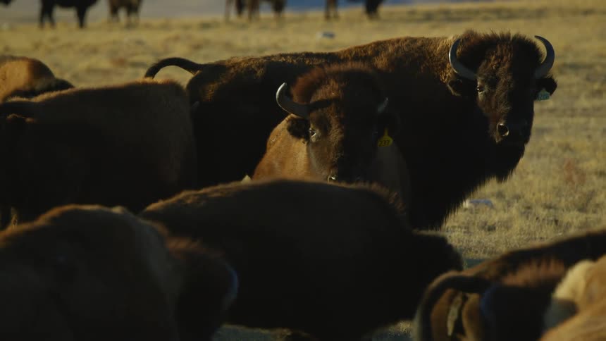 A herd of bison on a grassy field
