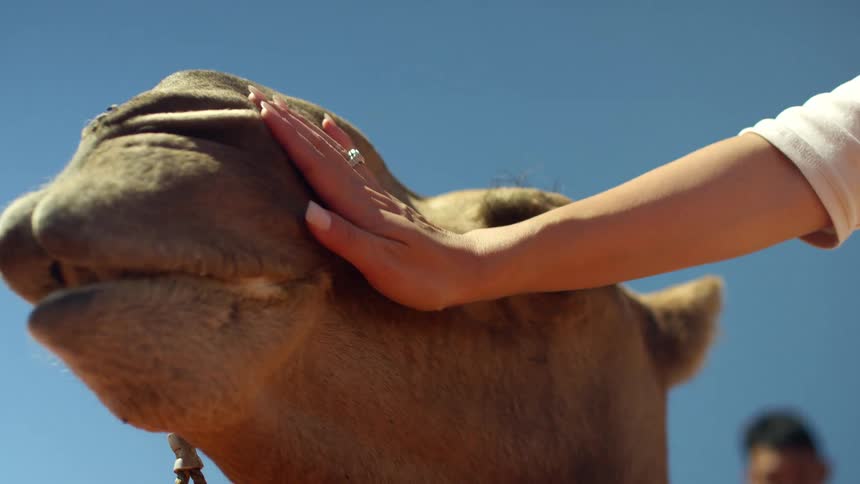 A woman is petting a camel on the head