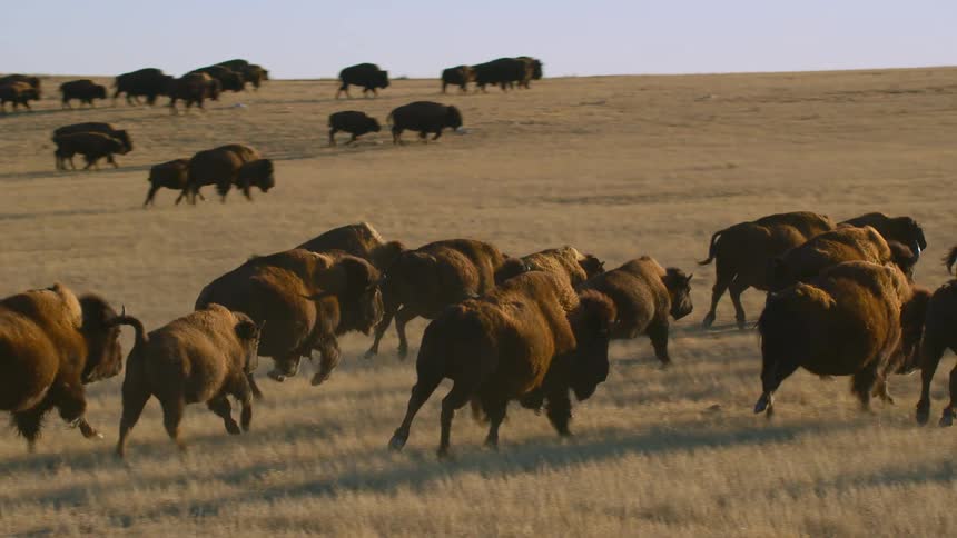 A herd of buffalo are running in an open field