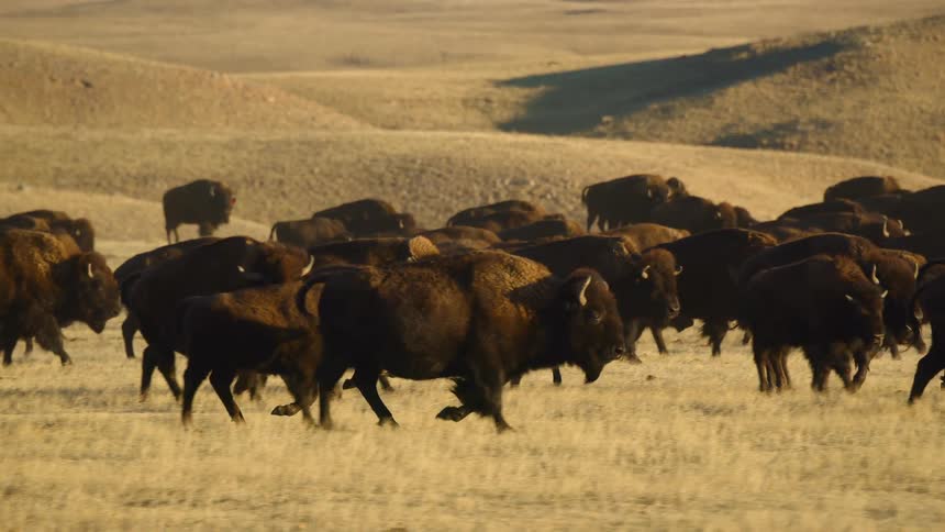 Herd of buffalo or bison roaming the yellow plains and hills